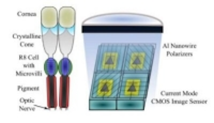 Content Dam Vsd En Articles 2014 10 Image Sensor Based On Mantis Shrimp Vision Detects Cancer Leftcolumn Article Thumbnailimage File