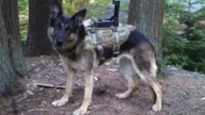 Content Dam Vsd En Articles 2015 09 Canine Vision System Provides Eyes For Dog Handler In Military Applications Leftcolumn Article Thumbnailimage File