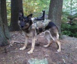 Content Dam Vsd En Articles 2015 09 Canine Vision System Provides Eyes For Dog Handler In Military Applications Leftcolumn Article Thumbnailimage File Content Dam Vsd En Articles 2015 09 Canine Vision System Provides Eyes For Dog Handler In Military Applications Leftcolumn Article Thumbnailimage File