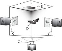 Content Dam Vsd En Articles 2015 12 High Speed Cameras Reveal How Bats Land Upside Down Leftcolumn Article Thumbnailimage File