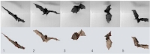 Content Dam Vsd En Articles 2015 12 Page 2 High Speed Cameras Reveal How Bats Land Upside Down Leftcolumn Article Thumbnailimage File