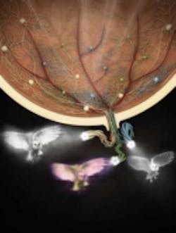 Content Dam Vsd En Articles 2016 01 Researchers Show That Image Interpretation Begins In Retina Leftcolumn Article Thumbnailimage File Content Dam Vsd En Articles 2016 01 Researchers Show That Image Interpretation Begins In Retina Leftcolumn Article Thumbnailimage File