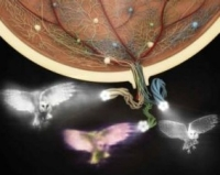 Content Dam Vsd En Articles 2016 02 Vision In Life Sciences Five Recent Examples Of Imaging In Life Sciences Applications Leftcolumn Article Thumbnailimage File