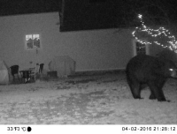 Content Dam Vsd En Articles 2016 03 Trail Cam Catches Bear Strolling Through Backyard Leftcolumn Article Thumbnailimage File