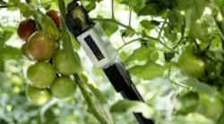 Content Dam Vsd En Articles 2016 12 Vision Guided Robot Trims Leave Off Tomatoes In Greenhouse Leftcolumn Article Thumbnailimage File