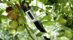 Content Dam Vsd En Articles 2016 12 Vision Guided Robot Trims Leave Off Tomatoes In Greenhouse Leftcolumn Article Thumbnailimage File Content Dam Vsd En Articles 2016 12 Vision Guided Robot Trims Leave Off Tomatoes In Greenhouse Leftcolumn Article Thumbnailimage File