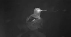 Content Dam Vsd En Articles 2017 05 Researchers Use Thermal Imaging Cameras To Understand Hummingbird Energy Usage Leftcolumn Article Headerimage File Content Dam Vsd En Articles 2017 05 Researchers Use Thermal Imaging Cameras To Understand Hummingbird Energy Usage Leftcolumn Article Headerimage File