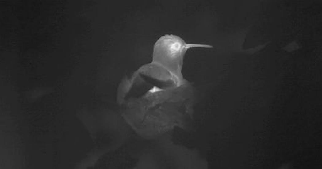 Content Dam Vsd En Articles 2017 05 Researchers Use Thermal Imaging Cameras To Understand Hummingbird Energy Usage Leftcolumn Article Headerimage File