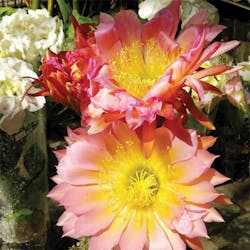 Vsd1903 Tt2 P03a Vsd1903 Tt2 P03a