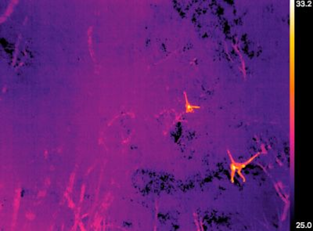 Thermal Ir Footage Monkey Population Study Mexico