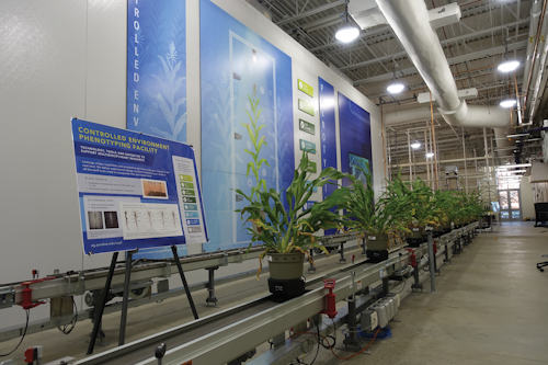 Figure 1: Sorghum plants are transported by conveyor to the imaging chambers.