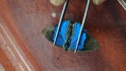 Insect Broom Image Error