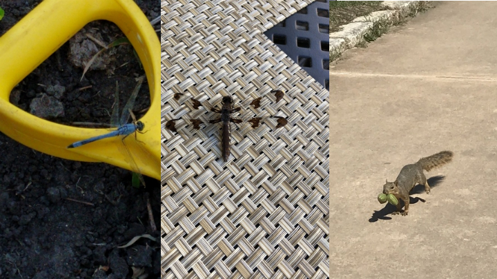 Not a banana (left), manhole cover (center), or green iguana (right).