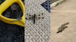 Not a banana (left), manhole cover (center), or green iguana (right).
