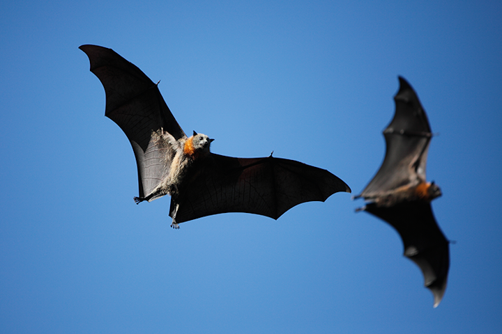 Capturing bats
