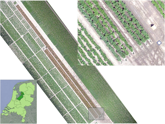Figure 1. An RGB image of the experimental field was acquired with a UAV on June 19, 2017. The length of the rows is 110 m for rows 1–3 and 66 m for rows 4–7. The location is near Tollebeek in the Netherlands (lower left).