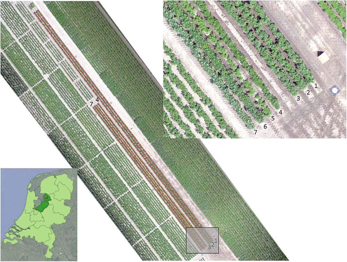 Figure 1. An RGB image of the experimental field was acquired with a UAV on June 19, 2017. The length of the rows is 110 m for rows 1&ndash;3 and 66 m for rows 4&ndash;7. The location is near Tollebeek in the Netherlands (lower left).