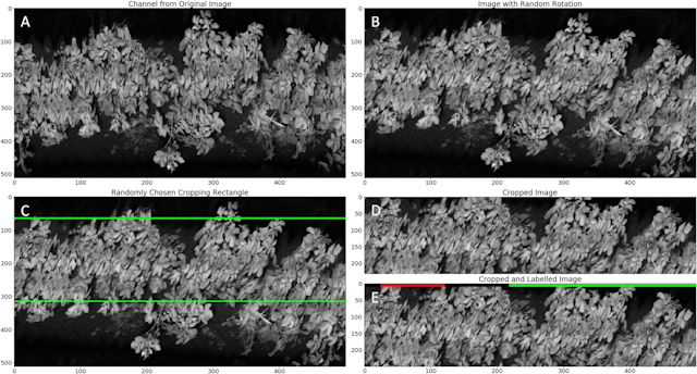 Figure 6. The figure—the procedure for generating a training image—shows the 722 nm wavelength band. The original image is 500 × 512 (a). This image is then rotated by a random angle uniformly distributed between –10° to 10° (b). Subsequently a randomly positioned rectangle with dimensions 500 × 250 is cropped from the rotated image (c) to produce the training image (d). The procedure for test images is the same, except there is no rotation step and the cropping rectangle is always vertically centered. Ground truth labeling is done on line bases (green – healthy, red – diseased, black – unknown) (e).