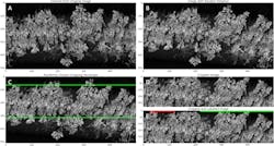 Figure 6. The figure—the procedure for generating a training image—shows the 722 nm wavelength band. The original image is 500 × 512 (a). This image is then rotated by a random angle uniformly distributed between –10° to 10° (b). Subsequently a randomly positioned rectangle with dimensions 500 × 250 is cropped from the rotated image (c) to produce the training image (d). The procedure for test images is the same, except there is no rotation step and the cropping rectangle is always vertically centered. Ground truth labeling is done on line bases (green – healthy, red – diseased, black – unknown) (e). Figure 6. The figure—the procedure for generating a training image—shows the 722 nm wavelength band. The original image is 500 × 512 (a). This image is then rotated by a random angle uniformly distributed between –10° to 10° (b). Subsequently a randomly positioned rectangle with dimensions 500 × 250 is cropped from the rotated image (c) to produce the training image (d). The procedure for test images is the same, except there is no rotation step and the cropping rectangle is always vertically centered. Ground truth labeling is done on line bases (green – healthy, red – diseased, black – unknown) (e).