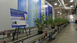 Figure 1: Sorghum plants are transported by conveyor to the imaging chambers. Figure 1: Sorghum plants are transported by conveyor to the imaging chambers.