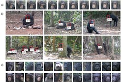 Detection boxes that designate individual chimpanzees in the footage (middle, b) and face tracks created by the face tracking algorithm (top and bottom, a and c).