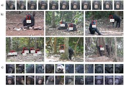 Detection boxes that designate individual chimpanzees in the footage (middle, b) and face tracks created by the face tracking algorithm (top and bottom, a and c). Detection boxes that designate individual chimpanzees in the footage (middle, b) and face tracks created by the face tracking algorithm (top and bottom, a and c).