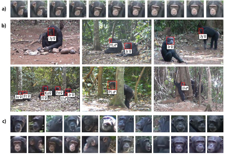 Detection boxes that designate individual chimpanzees in the footage (middle, b) and face tracks created by the face tracking algorithm (top and bottom, a and c).