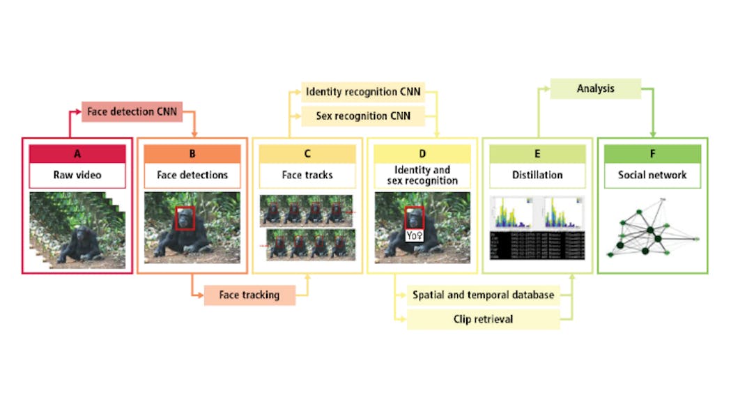 The steps that define the image identification pipeline, detailing the different convolutional neural networks involved in the process.