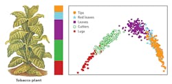 Figure 4: Stalk position of the tobacco plants shows most overlap occurs between red leaves and tips, where characteristics are largely similar. Figure 4: Stalk position of the tobacco plants shows most overlap occurs between red leaves and tips, where characteristics are largely similar.