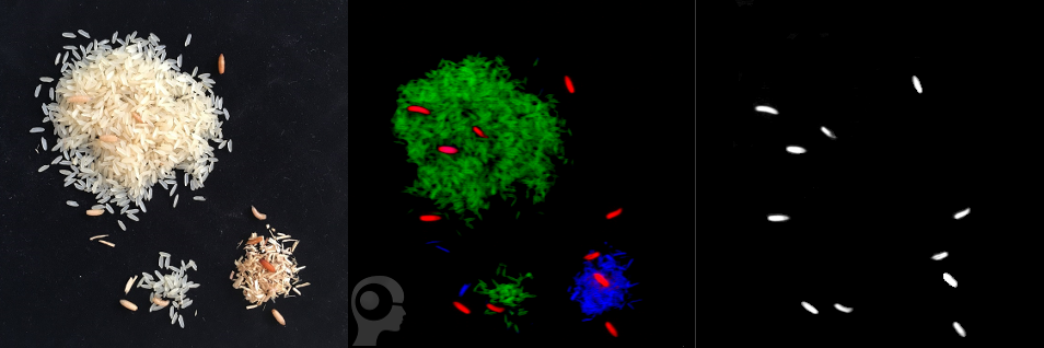 An image processing solution based on hyperspectral imaging detects contamination such as maggots and pieces of wood between rice. The right partial image shows a segmentation image with recognized maggots.
