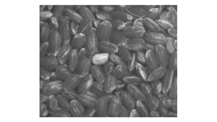 Figure 1: Brown rice illuminated with SWIR light at a wavelength of 1550 nm exhibits strong absorption.