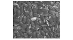 Figure 1: Brown rice illuminated with SWIR light at a wavelength of 1550 nm exhibits strong absorption. Figure 1: Brown rice illuminated with SWIR light at a wavelength of 1550 nm exhibits strong absorption.