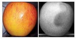 Figure 3: Subsurface bruising on an apple is not detectable with RGB lighting (left). SWIR illumination, on the other hand, makes the bruising very easy to detect (right).