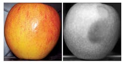 Figure 3: Subsurface bruising on an apple is not detectable with RGB lighting (left). SWIR illumination, on the other hand, makes the bruising very easy to detect (right). Figure 3: Subsurface bruising on an apple is not detectable with RGB lighting (left). SWIR illumination, on the other hand, makes the bruising very easy to detect (right).