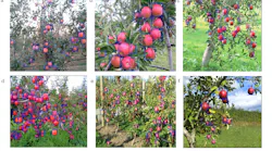 Figure 1: The deep learning algorithms perform classification and segmentation, while 3D scans are used to determine robot gripper pathing.