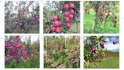 Figure 1: The deep learning algorithms perform classification and segmentation, while 3D scans are used to determine robot gripper pathing. Figure 1: The deep learning algorithms perform classification and segmentation, while 3D scans are used to determine robot gripper pathing.