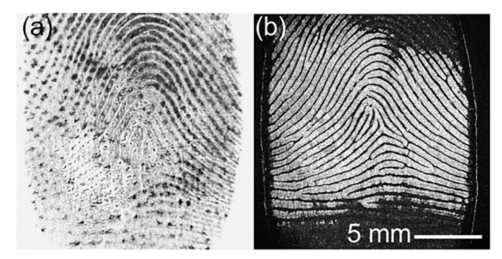 Imaging system reads fingerprints at subdermal level Vision Systems