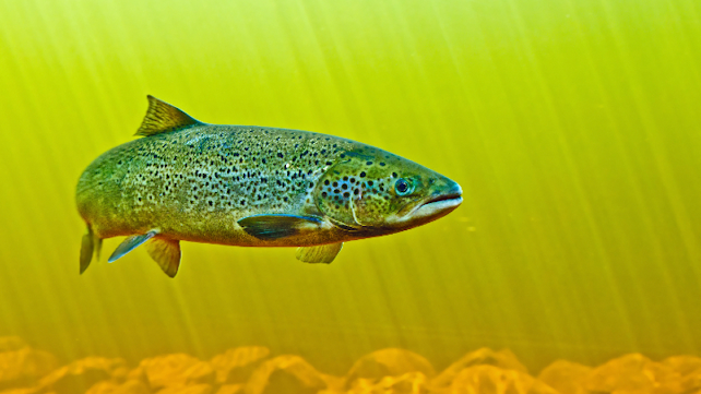 Hyperspectral Imaging Salmon Farming