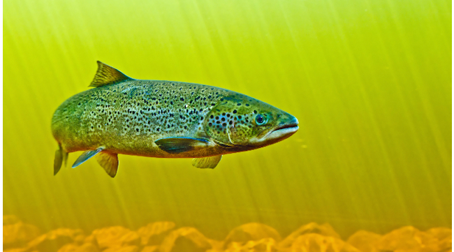 Hyperspectral Imaging Salmon Farming