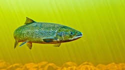 Hyperspectral Imaging Salmon Farming 6185a5355113c Hyperspectral Imaging Salmon Farming 6185a5355113c