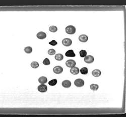 Figure 2: This image, from the SWIR Application Lab, illustrates how good contrast was achieved by blending a water absorption band with multiple other SWIR bands that are not absorbed by water to distinguish between blueberries and other materials. Figure 2: This image, from the SWIR Application Lab, illustrates how good contrast was achieved by blending a water absorption band with multiple other SWIR bands that are not absorbed by water to distinguish between blueberries and other materials.