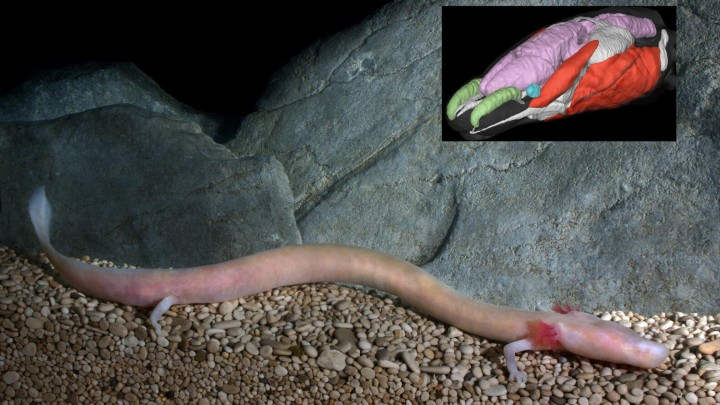 Image of Proteus anguinus with inset showing a 3D rendered image of a proteus head. Credit: Gregor Aljan&ccaron;i&ccaron;.