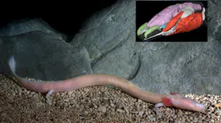 Image of Proteus anguinus with inset showing a 3D rendered image of a proteus head. Credit: Gregor Aljančič.