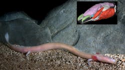 Image of Proteus anguinus with inset showing a 3D rendered image of a proteus head. Credit: Gregor Aljančič. Image of Proteus anguinus with inset showing a 3D rendered image of a proteus head. Credit: Gregor Aljančič.