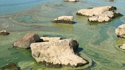 The city's goal is to spot HABs early, so they are easier to eradicate using methods that are more environmentally friendly than chemicals. The city's goal is to spot HABs early, so they are easier to eradicate using methods that are more environmentally friendly than chemicals.