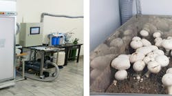 Mushroom testing lab at Meiho University. (Images courtesy of Meiho University.)