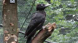 Researchers shot high speed video to capture how Black Woodpeckers free their beaks when they get them stuck will excavating wood.