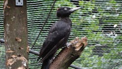Researchers shot high speed video to capture how Black Woodpeckers free their beaks when they get them stuck will excavating wood.