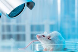 Laboratory Rats Mice And Rodent Video Capture For Biomedical Research Norpix 705x471 64c961e620324 Laboratory Rats Mice And Rodent Video Capture For Biomedical Research Norpix 705x471 64c961e620324