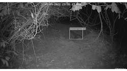 This is a pangolin, one of the most elusive and endangered animals on earth. The system is capable of detecting and inferring information from less than ideal images. This is a pangolin, one of the most elusive and endangered animals on earth. The system is capable of detecting and inferring information from less than ideal images.